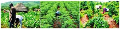 Benue Farmers Give Surety For Food Security