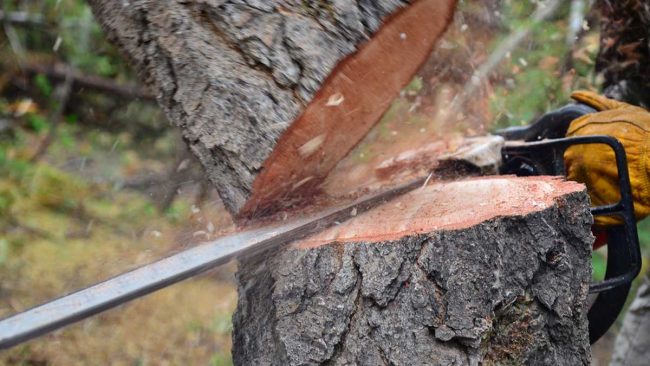 tree cutting