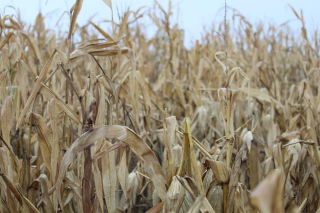 wet season harvest