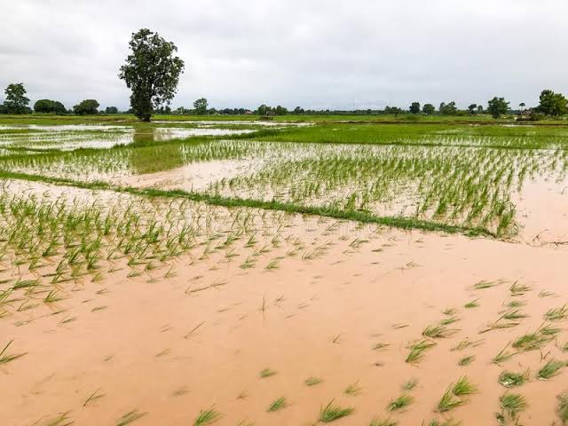 FLOOD CRISIS: RICE FARMERS COUNT LOSES AS WATER RECEDES