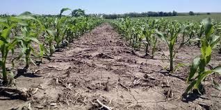 Inadequate Rainfalls threaten Farming Season in Benue State