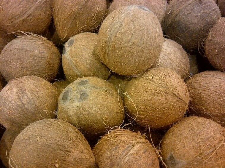 INVEST IN COCONUT BUSINESS- SELLERS, CONSUMERS TOLD FG AND STATES